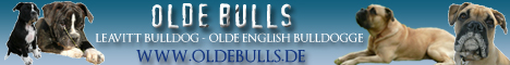 Olde Bulls - Leavitt Bulldog - Olde English Bulldogge