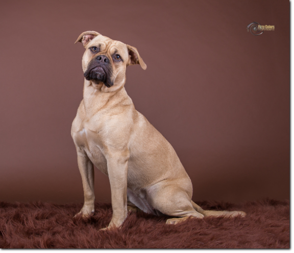 Olde Bulls' Princess, 10 month old. 100% Leavitt Bulldog - David Leavitts Olde English Bulldogge