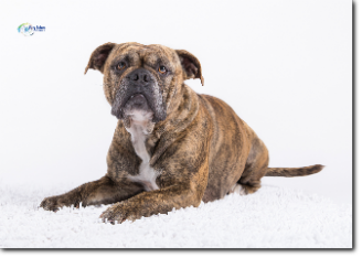 Olde Bulls' Peaches, 4 years old - 100% Leavitt Bulldog - David Leavitts Olde English Bulldogge