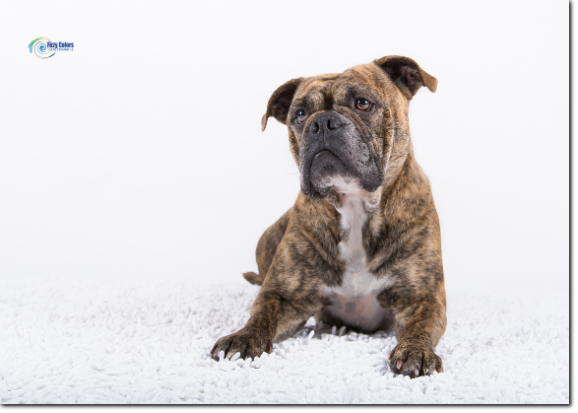 Olde Bulls' Peaches, 4 years old - 100% Leavitt Bulldog - David Leavitts Olde English Bulldogge