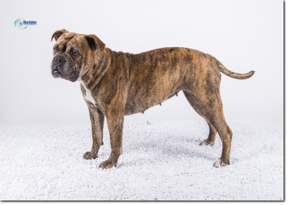 Olde Bulls' Peaches, 4 years old - 100% Leavitt Bulldog - David Leavitts Olde English Bulldogge