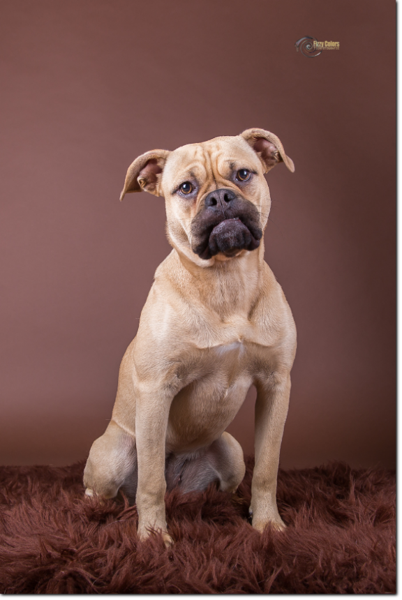 Olde Bulls' Princess, 10 month old. 100% Leavitt Bulldog - David Leavitts Olde English Bulldogge