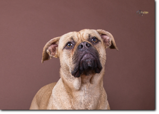 Olde Bulls' Princess, 10 month old. 100% Leavitt Bulldog - David Leavitts Olde English Bulldogge