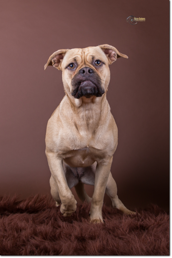 Olde Bulls' Princess, 10 month old. 100% Leavitt Bulldog - David Leavitts Olde English Bulldogge