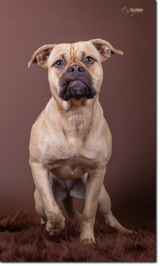 Olde Bulls' Princess, 10 month old. 100% Leavitt Bulldog - David Leavitts Olde English Bulldogge