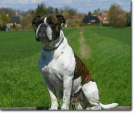 Olde Bulls' Joker, 5 years old. 100% Leavitt Bulldog - David Leavitts Olde English Bulldogge