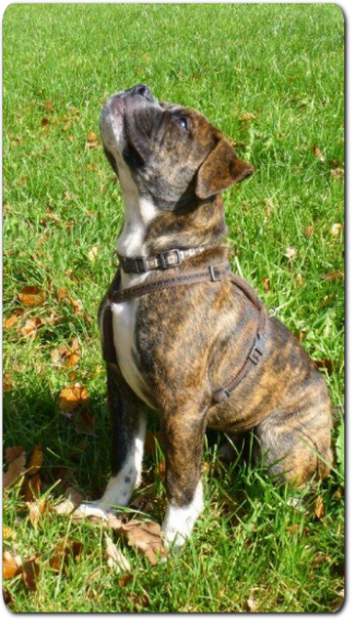 Leavitt Bulldog Olde Bulls' Charly - out of Gardencity's Hank and Highwoodbulls Mercedes - David Leavitts Olde English Bulldogge