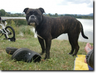 Leavitt Bulldog Olde Bulls' Donna - David Leavitts Olde English Bulldogge