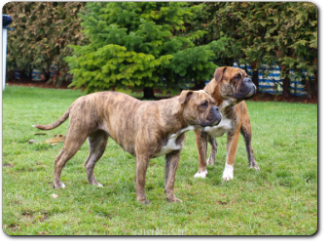 Leavitt Bulldogs aus unserer Zucht - David Leavitts Olde English Bulldogge