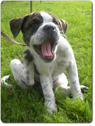 Leavitt Bulldog Olde Bulls' Tigerlily - out of Gardencity's Hank and Highwoodbulls Mercedes - David Leavitts Olde English Bulldogge