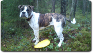 Leavitt Bulldog Olde Bulls' Tigerlily - out of Gardencity's Hank and Highwoodbulls Mercedes - David Leavitts Olde English Bulldogge