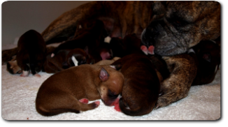 Olde Bulls' Peaches mit Welpen - Leavitt Bulldog - David Leavitt's Olde English Bulldogge