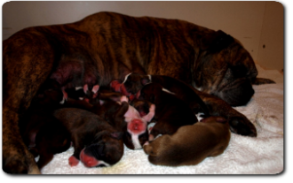 Leavitt Bulldog Welpen - David Leavitt's Olde English Bulldogge