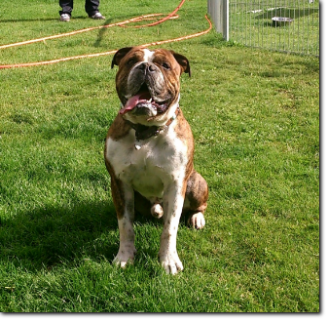 Leavitt Bulldog Olde Bulls' Diego, 3 years old. 