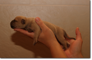 Leavitt Bulldog female, 1 day old