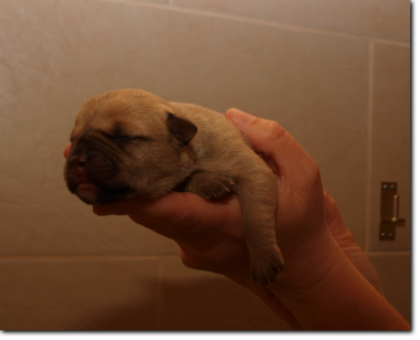 Leavitt Bulldog female, 1 day old