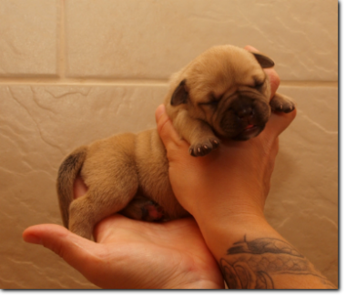 Leavitt Bulldog Female, 3 days old