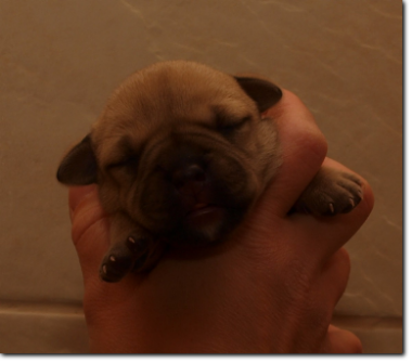 Leavitt Bulldog Female, 3 days old