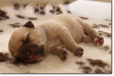 Leavitt Bulldog Female, 3 days old