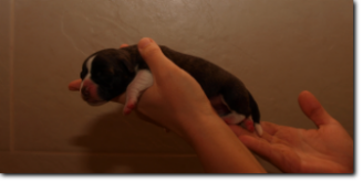 Leavitt Bulldog female, 1 day old