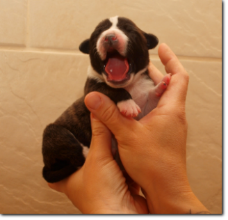 Leavitt Bulldog Female, 3 days old