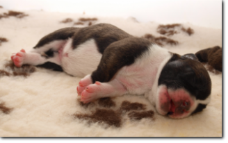 Leavitt Bulldog Female, 3 days old