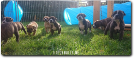 Leavitt Bulldog Welpen - David Leavitt's Olde English Bulldogge