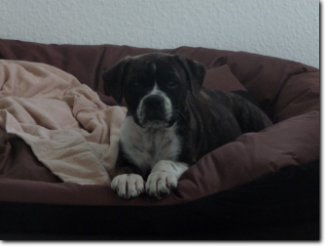 Leavitt Bulldog Olde Bulls' Ginger im neuen Zuhause