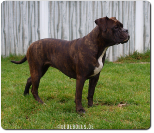 Leavitt Bulldog Spirit Bulls Harley - David Leavitts Olde English Bulldogge