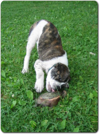 Leavitt Bulldog Olde Bulls' Lilith - out of Gardencity's Hank and Highwoodbulls Mercedes - David Leavitts Olde English Bulldogge