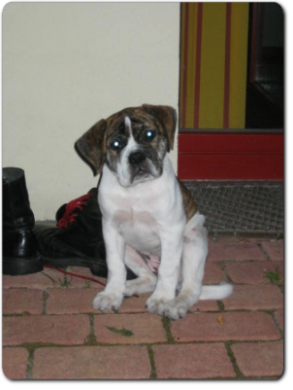 Leavitt Bulldog Olde Bulls' Lilith - out of Gardencity's Hank and Highwoodbulls Mercedes - David Leavitts Olde English Bulldogge