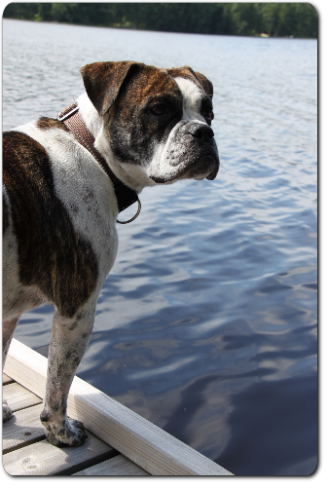 Leavitt Bulldog Olde Bulls' Tigerlily - out of Gardencity's Hank and Highwoodbulls Mercedes - David Leavitts Olde English Bulldogge