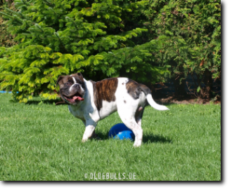 Leavitt Bulldog Olde Bulls' Joker (Manfred)