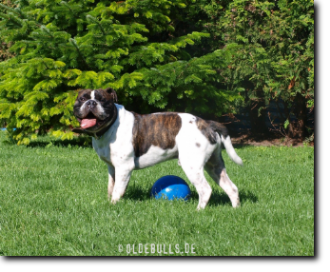 Leavitt Bulldog Olde Bulls' Joker (Manfred)