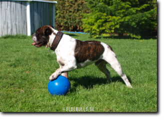 Leavitt Bulldog Olde Bulls' Joker (Manfred)