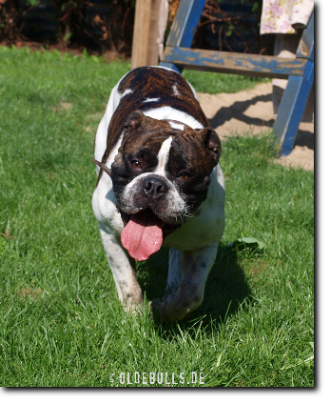 Leavitt Bulldog Olde Bulls' Joker (Manfred)