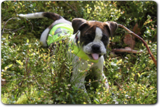 Leavitt Bulldog Olde Bulls' Tigerlily - out of Gardencity's Hank and Highwoodbulls Mercedes - David Leavitts Olde English Bulldogge