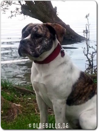 Olde Bulls' Lilith, 1 Jahr alt - 100% Leavitt Bulldog - David Leavitts Olde English Bulldogge