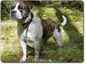 Olde Bulls' Tigerlily, 1 Jahr alt - 100% Leavitt Bulldog - David Leavitts Olde English Bulldogge