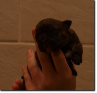 Leavitt Bulldog Male, 1 day old