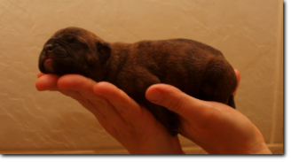 Leavitt Bulldog Male, 1 day old