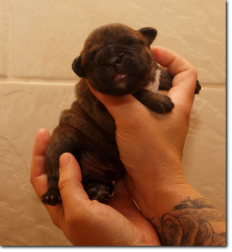 Leavitt Bulldog Male, 3 days old