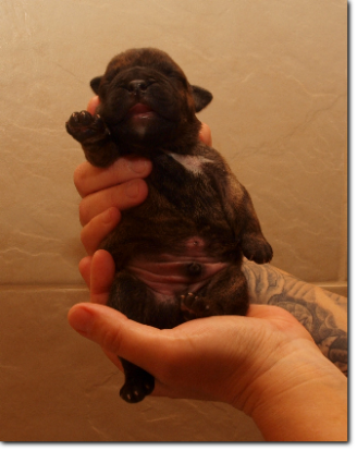 Leavitt Bulldog Male, 3 days old