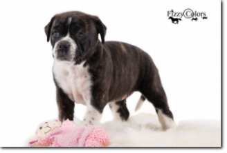 Leavitt Bulldog Olde Bulls' Ginger, 5 weeks old. 