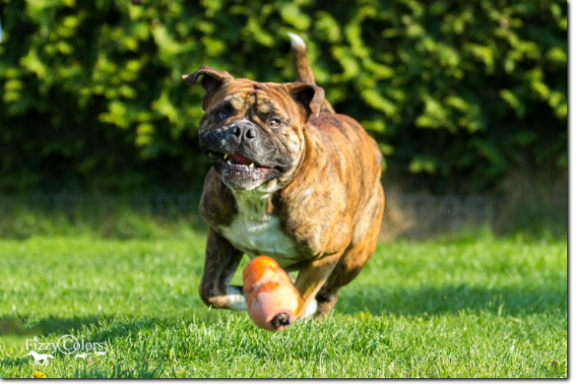 Olde Bulls' Crash, 3 years old Leavitt Bulldog, David Leavitts Olde English Bulldogge