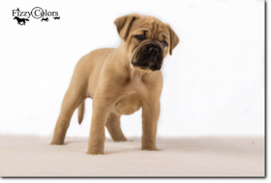 Leavitt Bulldog Olde Bulls' Princess, 5 weeks old. 