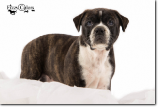 Leavitt Bulldog Olde Bulls' Ginger, 5 weeks old. 