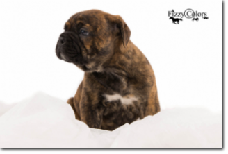 Leavitt Bulldog Olde Bulls' Barney, 5 weeks old. 