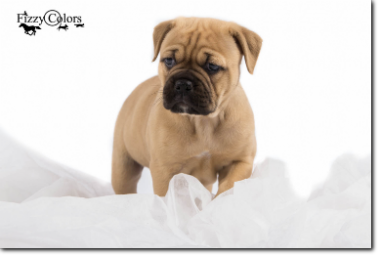 Leavitt Bulldog Olde Bulls' Princess, 5 weeks old. 