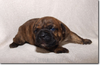 Leavitt Bulldog Olde Bulls' Barney, 2 weeks old. 